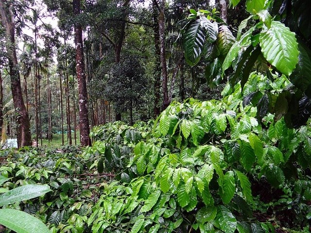 Coorg, Karnataka